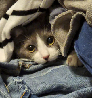 Illustration de l'article : 14 photos de chats adorables qui se réchauffent dans leurs couvertures préférées