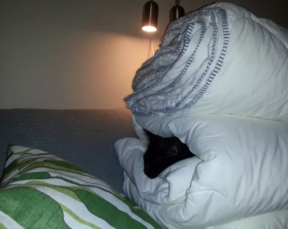 Illustration de l'article : 14 photos de chats adorables qui se réchauffent dans leurs couvertures préférées