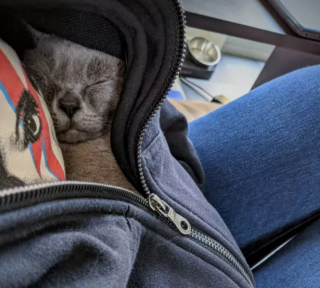 Illustration de l'article : 14 photos de chats adorables qui se réchauffent dans leurs couvertures préférées