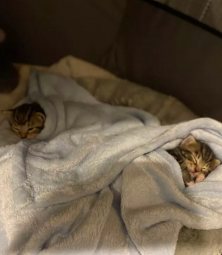 Illustration de l'article : 14 photos de chats adorables qui se réchauffent dans leurs couvertures préférées