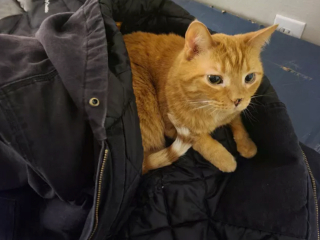 Illustration de l'article : 14 photos de chats adorables qui se réchauffent dans leurs couvertures préférées