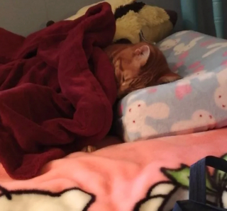 Illustration de l'article : 14 photos de chats adorables qui se réchauffent dans leurs couvertures préférées