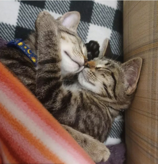 Illustration de l'article : 14 photos de chats adorables qui se réchauffent dans leurs couvertures préférées