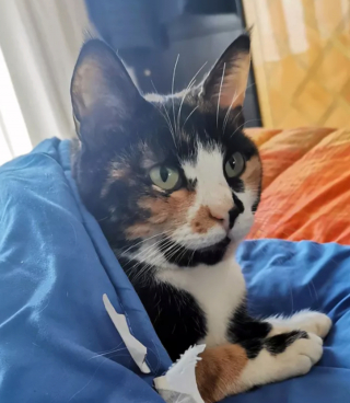 Illustration de l'article : 14 photos de chats adorables qui se réchauffent dans leurs couvertures préférées