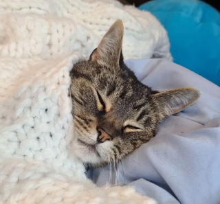 Illustration de l'article : 14 photos de chats adorables qui se réchauffent dans leurs couvertures préférées