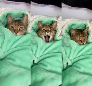 Illustration de l'article : 14 photos de chats adorables qui se réchauffent dans leurs couvertures préférées