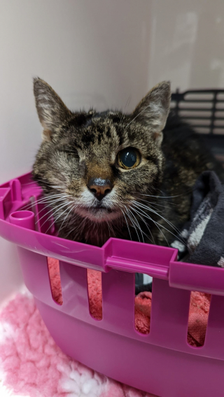 Illustration de l'article : Une chatte anglaise, borgne et âgée, se retrouve en Écosse après un périple dans le capot d’une voiture