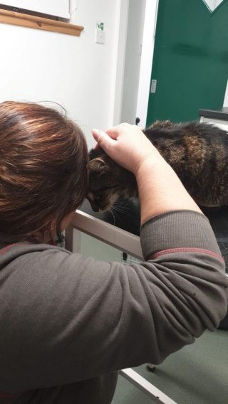 Illustration de l'article : Une chatte anglaise, borgne et âgée, se retrouve en Écosse après un périple dans le capot d’une voiture