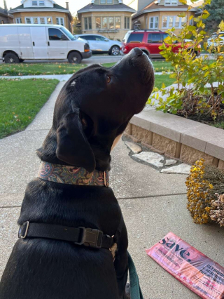 Illustration de l'article : Des frères et sœurs canins séparés depuis la naissance se retrouvent enfin grâce à un test ADN (vidéo)