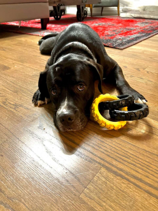 Illustration de l'article : Des frères et sœurs canins séparés depuis la naissance se retrouvent enfin grâce à un test ADN (vidéo)