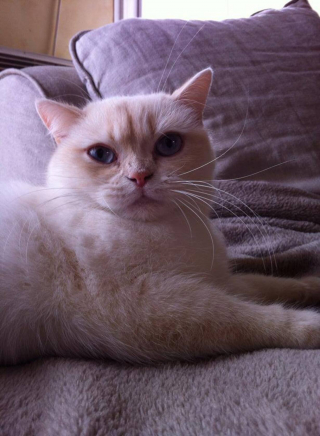 Illustration de l'article : Des propriétaires reçoivent des nouvelles de leur chatte, disparue il y a plus de 8 ans