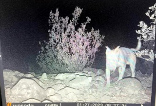 Illustration de l'article : Un chien adopté par une meute de coyotes était en danger après s’être blessé