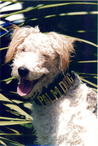 Illustration de l'article : Le meilleur acteur canin recevra prochainement la Palm Dog by Dogamí au 76e Festival de Cannes !