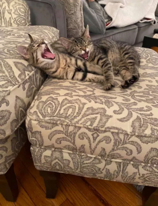 Illustration de l'article : 13 photos originales de chats farfelus qui vous feront craquer