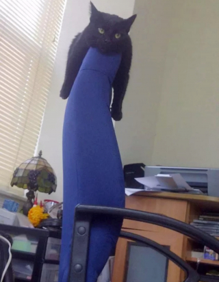 Illustration de l'article : 13 photos originales de chats farfelus qui vous feront craquer