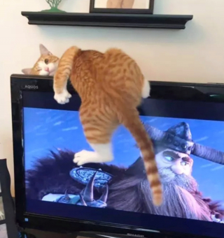 Illustration de l'article : 13 photos originales de chats farfelus qui vous feront craquer