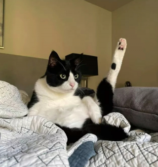 Illustration de l'article : 13 photos originales de chats farfelus qui vous feront craquer