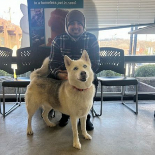 Illustration de l'article : Le périple incroyable de Sophie, la chienne abandonnée maintes fois avant de revenir chez son premier maître