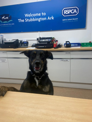 Illustration de l'article : Très stressée dans son chenil, cette chienne se métamorphose en devenant réceptionniste du refuge