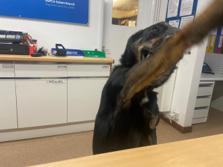 Illustration de l'article : Très stressée dans son chenil, cette chienne se métamorphose en devenant réceptionniste du refuge