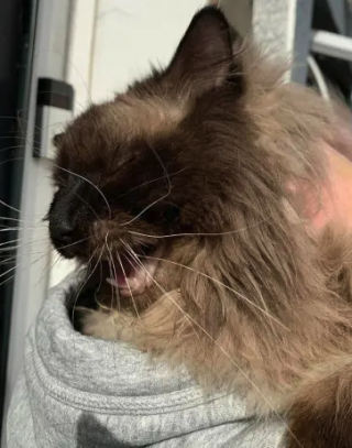 Illustration de l'article : Un chat est porté disparu après l'explosion de sa maison, sa maîtresse retourne sur les lieux du drame avec appréhension