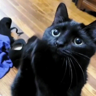 Illustration de l'article : 13 photos illustrant l'art de la persuasion féline selon Wadsworth, chat à la gourmandise sans fin