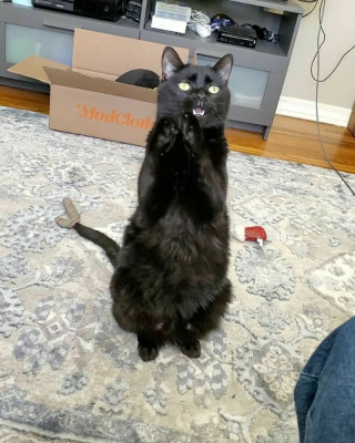 Illustration de l'article : 13 photos illustrant l'art de la persuasion féline selon Wadsworth, chat à la gourmandise sans fin