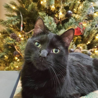 Illustration de l'article : 13 photos illustrant l'art de la persuasion féline selon Wadsworth, chat à la gourmandise sans fin