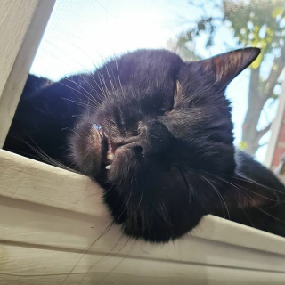 Illustration de l'article : 13 photos illustrant l'art de la persuasion féline selon Wadsworth, chat à la gourmandise sans fin