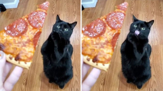 Illustration de l'article : 13 photos illustrant l'art de la persuasion féline selon Wadsworth, chat à la gourmandise sans fin