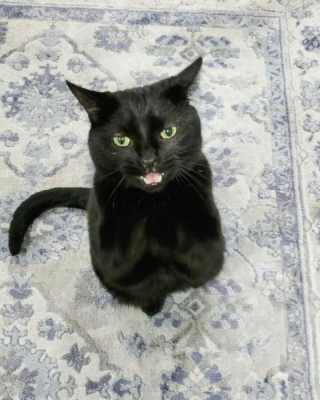 Illustration de l'article : 13 photos illustrant l'art de la persuasion féline selon Wadsworth, chat à la gourmandise sans fin