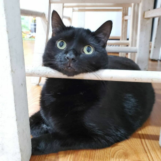 Illustration de l'article : 13 photos illustrant l'art de la persuasion féline selon Wadsworth, chat à la gourmandise sans fin