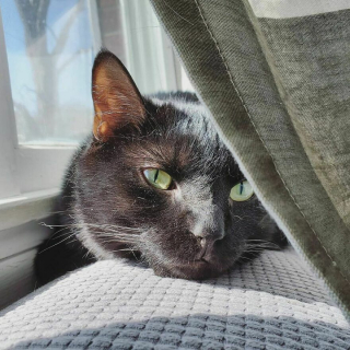 Illustration de l'article : 13 photos illustrant l'art de la persuasion féline selon Wadsworth, chat à la gourmandise sans fin