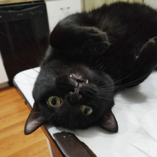 Illustration de l'article : 13 photos illustrant l'art de la persuasion féline selon Wadsworth, chat à la gourmandise sans fin