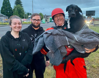Illustration de l'article : Des personnes se mobilisent pour tenter de sauver un chien en détresse pris au piège dans un cours d'eau