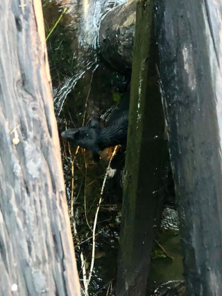 Illustration de l'article : Des personnes se mobilisent pour tenter de sauver un chien en détresse pris au piège dans un cours d'eau
