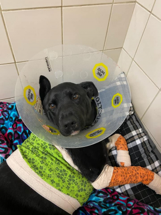 Illustration de l'article : L'histoire émouvante d'un chien traîné par une voiture qui a trouvé le bonheur dans les bras d'un vétérinaire dévoué