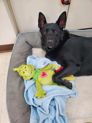 Illustration de l'article : L'histoire émouvante d'un chien traîné par une voiture qui a trouvé le bonheur dans les bras d'un vétérinaire dévoué