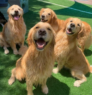 Illustration de l'article : 20 photos de chiens et de chats ayant découvert leurs doubles parfaits