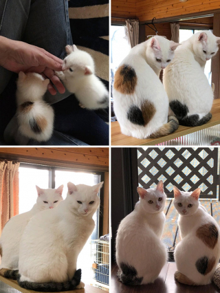 Illustration de l'article : 20 photos de chiens et de chats ayant découvert leurs doubles parfaits