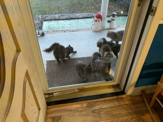 Illustration de l'article : 20 photos de chiens et de chats ayant découvert leurs doubles parfaits