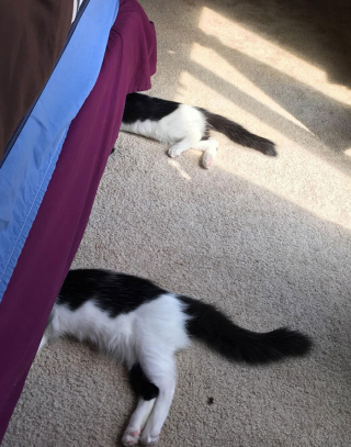 Illustration de l'article : 20 photos de chiens et de chats ayant découvert leurs doubles parfaits