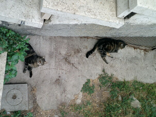 Illustration de l'article : 20 photos de chiens et de chats ayant découvert leurs doubles parfaits