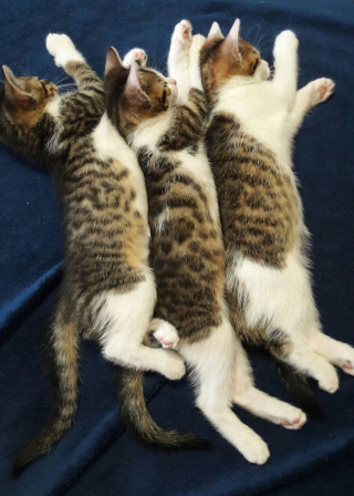 Illustration de l'article : 20 photos de chiens et de chats ayant découvert leurs doubles parfaits