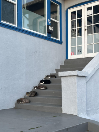 Illustration de l'article : 20 photos de chiens et de chats ayant découvert leurs doubles parfaits