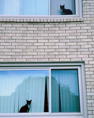 Illustration de l'article : 20 photos de chiens et de chats ayant découvert leurs doubles parfaits