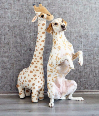 Illustration de l'article : 20 photos de chiens et de chats ayant découvert leurs doubles parfaits