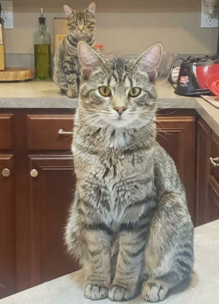 Illustration de l'article : 20 photos de chiens et de chats ayant découvert leurs doubles parfaits