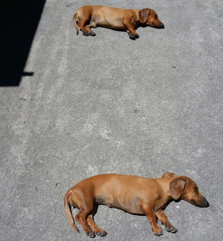 Illustration de l'article : 20 photos de chiens et de chats ayant découvert leurs doubles parfaits