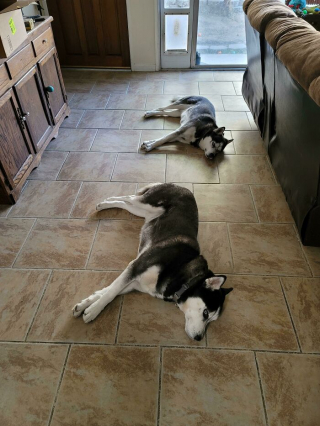 Illustration de l'article : 20 photos de chiens et de chats ayant découvert leurs doubles parfaits